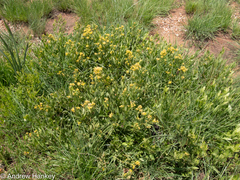 Pearsonia cajanifolia