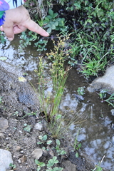 Juncus papillosus