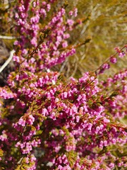 Erica intervallaris