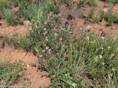 Helichrysum aureonitens