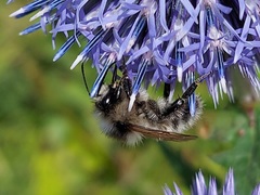 Bombus veteranus
