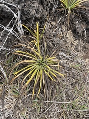 Cryptocarpus pyriformis