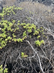 Cryptocarpus pyriformis