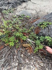 Cryptocarpus pyriformis