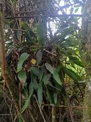 Pleopeltis macrocarpa