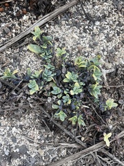 Cryptocarpus pyriformis