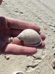 Semicassis granulata