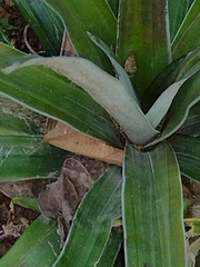 Ananas comosus