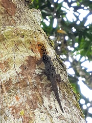Gonatodes caudiscutatus