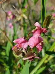 Bombus veteranus