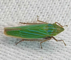 Draeculacephala robinsoni