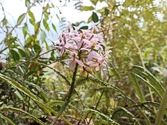 Epidendrum