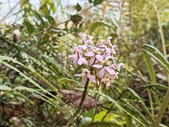 Epidendrum