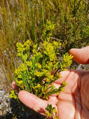 Erica lutea