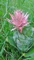 Aechmea fasciata