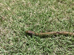 Coelognathus erythrurus manillensis
