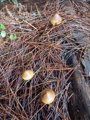 Cortinarius thiersii