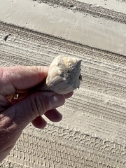 Sinistrofulgur pulleyi