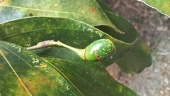 Cinnamomum insularimontanum