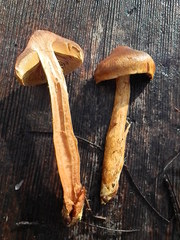 Cortinarius thiersii