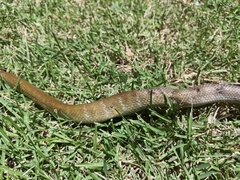 Coelognathus erythrurus manillensis