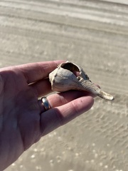 Sinistrofulgur pulleyi