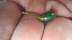 Cinnamomum insularimontanum