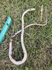 Coelognathus erythrurus manillensis