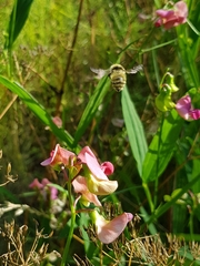 Bombus veteranus
