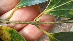 Cinnamomum insularimontanum