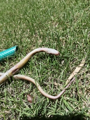 Coelognathus erythrurus manillensis