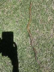 Coelognathus erythrurus manillensis