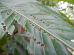 Alpinia