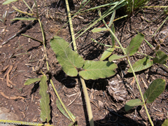 Orthanthera jasminiflora