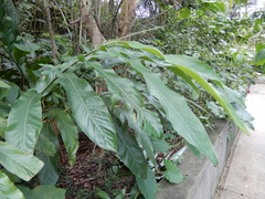 Alpinia
