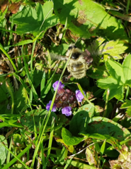 Bombus veteranus