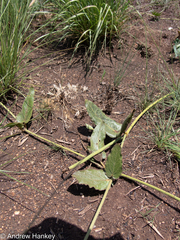 Orthanthera jasminiflora