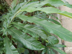 Alpinia