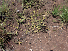 Orthanthera jasminiflora