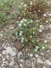 Gomphrena celosioides