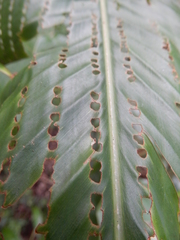 Alpinia