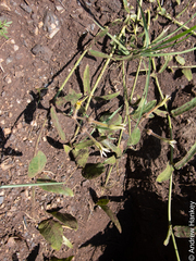 Orthanthera jasminiflora