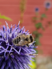 Bombus veteranus