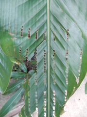 Alpinia