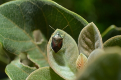 Tynacantha marginata