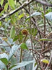 Cyathea