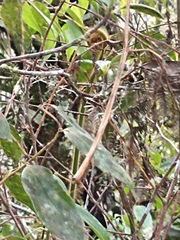 Cyathea