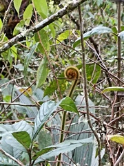 Cyathea