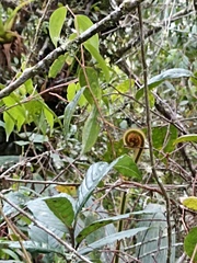 Cyathea