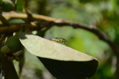 Tynacantha marginata